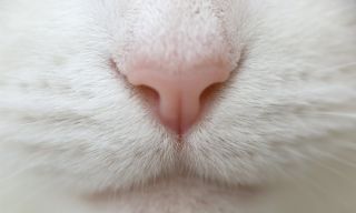 Красные уши у кошки