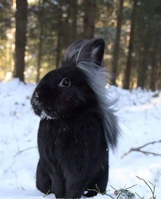 Черный заяц