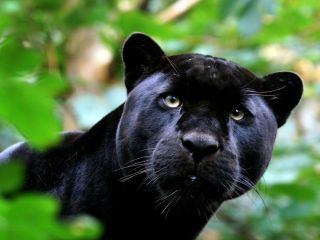 Черная пантера животное