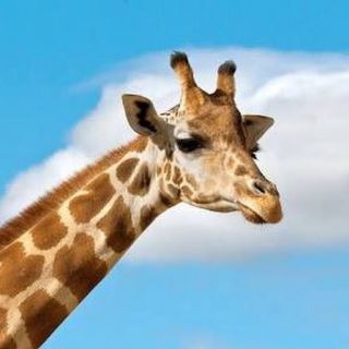 Жираф язык