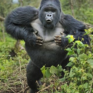 Гигантский шимпанзе