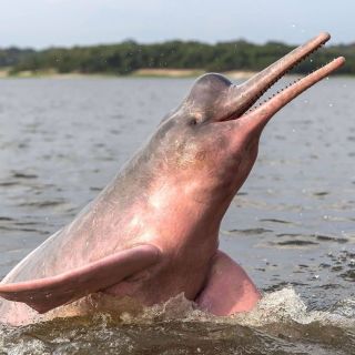 Розовые дельфины амазонки
