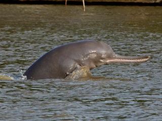 Пресноводный дельфин