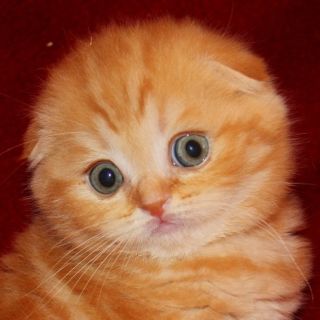 Вислоухий рыжий котенок