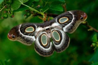 Бабочка большой ночной павлиний глаз