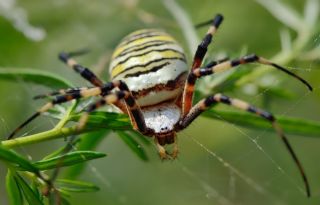 Агриопа паук