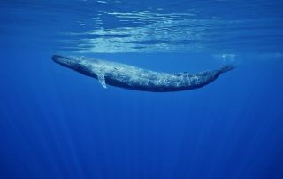 Синий кит животное
