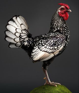 Сибрайт порода кур