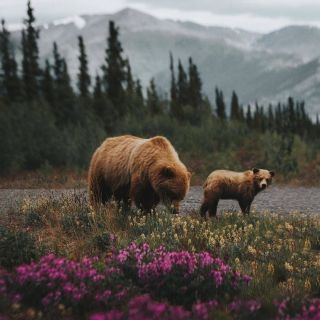 Камчатский медведь