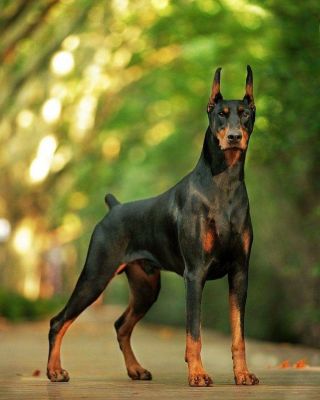 Черная собака с острыми ушами