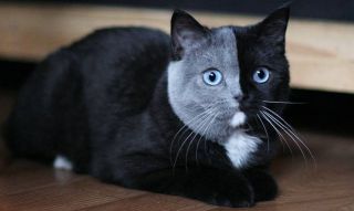 Британские котята черные
