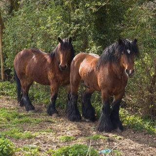 Бельгийский конь