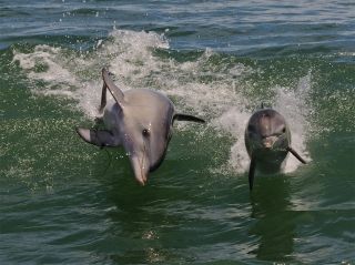 Речные дельфины