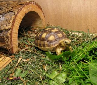 Черепаха сухопутная домашняя