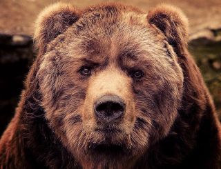 Суровый медведь