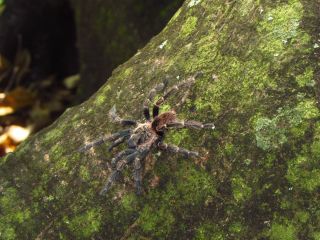 Лесной паук