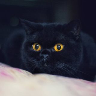 Британский кот черный