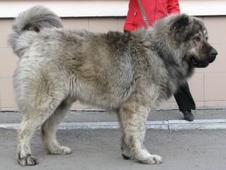 Северо кавказский волкодав