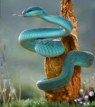 Зеленая водяная змея