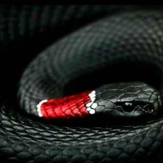 Красно бело черная змея