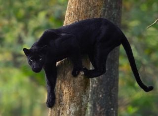 Черная кошка багира