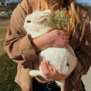 Кролик и крольчиха