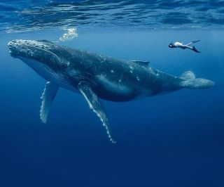 Млекопитающий кит