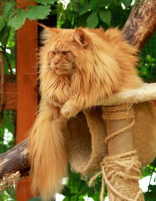 Кошка подстриженная под льва