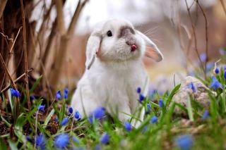 Язык кролика