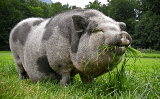 Самая огромная свинья в мире