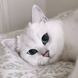 Белая шиншилла кот