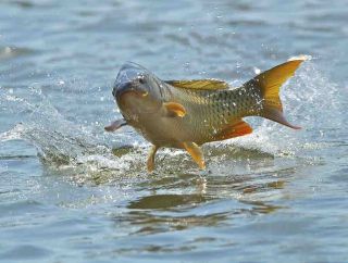 Золотой сазан рыба