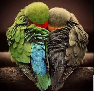 Большие зеленые попугаи