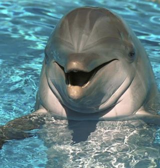 Индийский дельфин