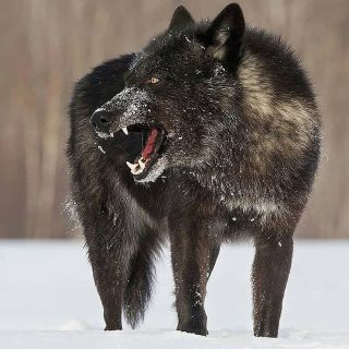 Волк самый страшный