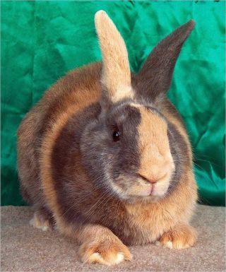 Кролик породы фландер