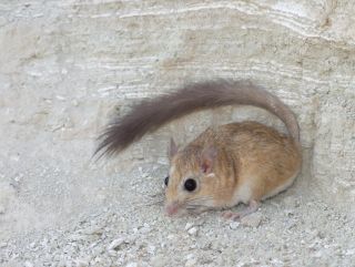 Мышь с коротким хвостом