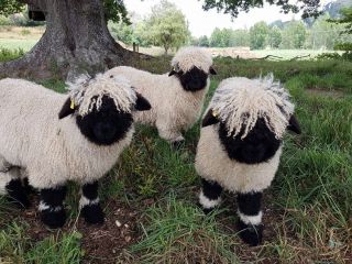 Валлийские черноносые овечки
