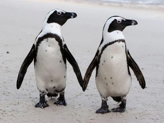 Пингвины в южной африке