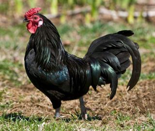 Цыплята австралорп черный