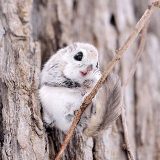 Японская бамбуковая мышь