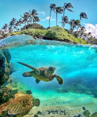 Тропическая черепаха