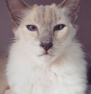 Порода кошек балинез