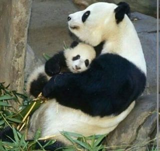 Панда без пятен