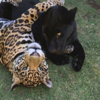 Дикий леопардовый кот
