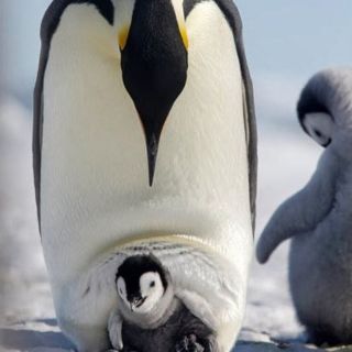Ноги пингвина
