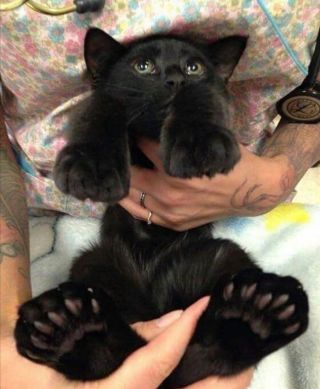 Черные котята мейн кун