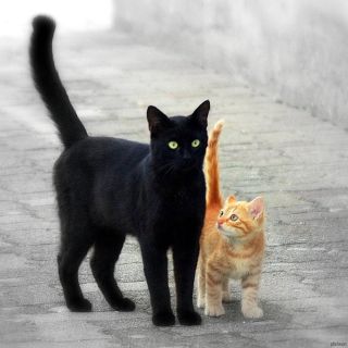 Черно рыжий котенок