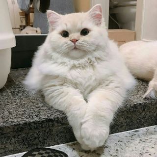 Толстая британская кошка