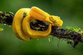 Ботропс змея